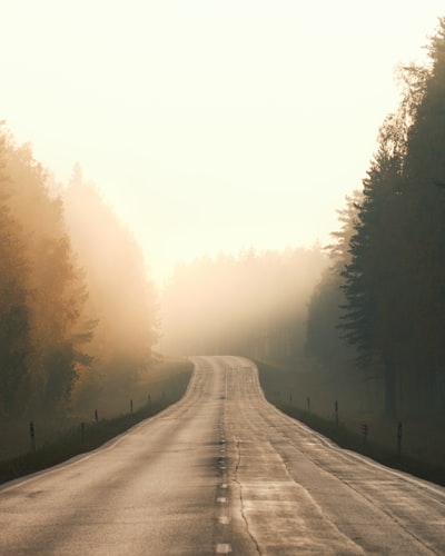 白天树与树之间的灰色道路